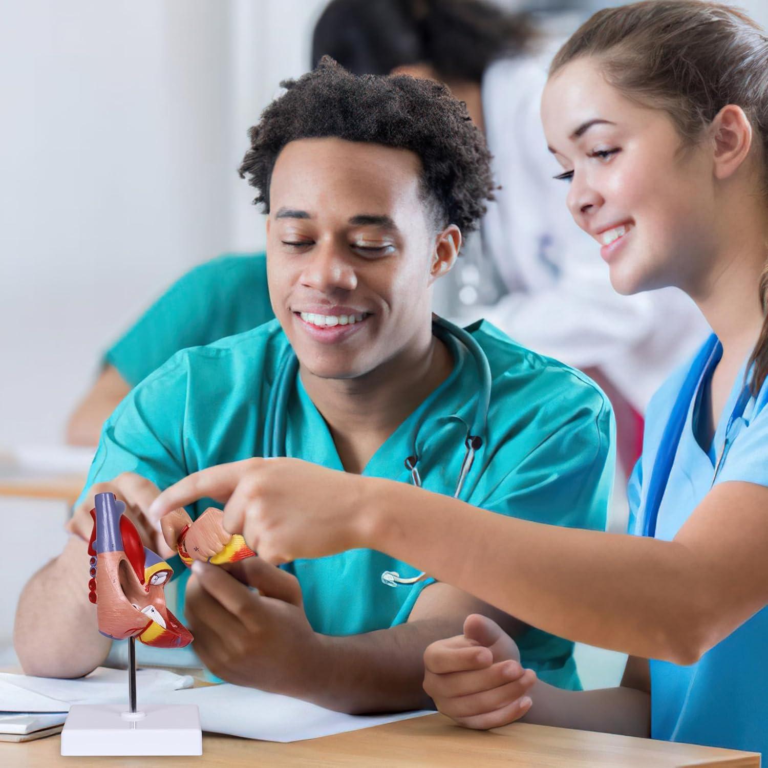 Modelo de Corazón Humano Breesky 2 Partes 34 Detalles