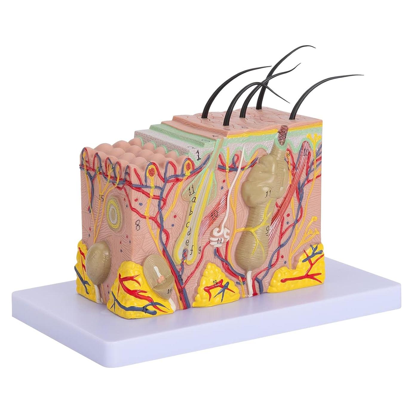 Modelo Anatómico de Piel 35X LVCHEN - PVC Educativo 20x12x12 cm