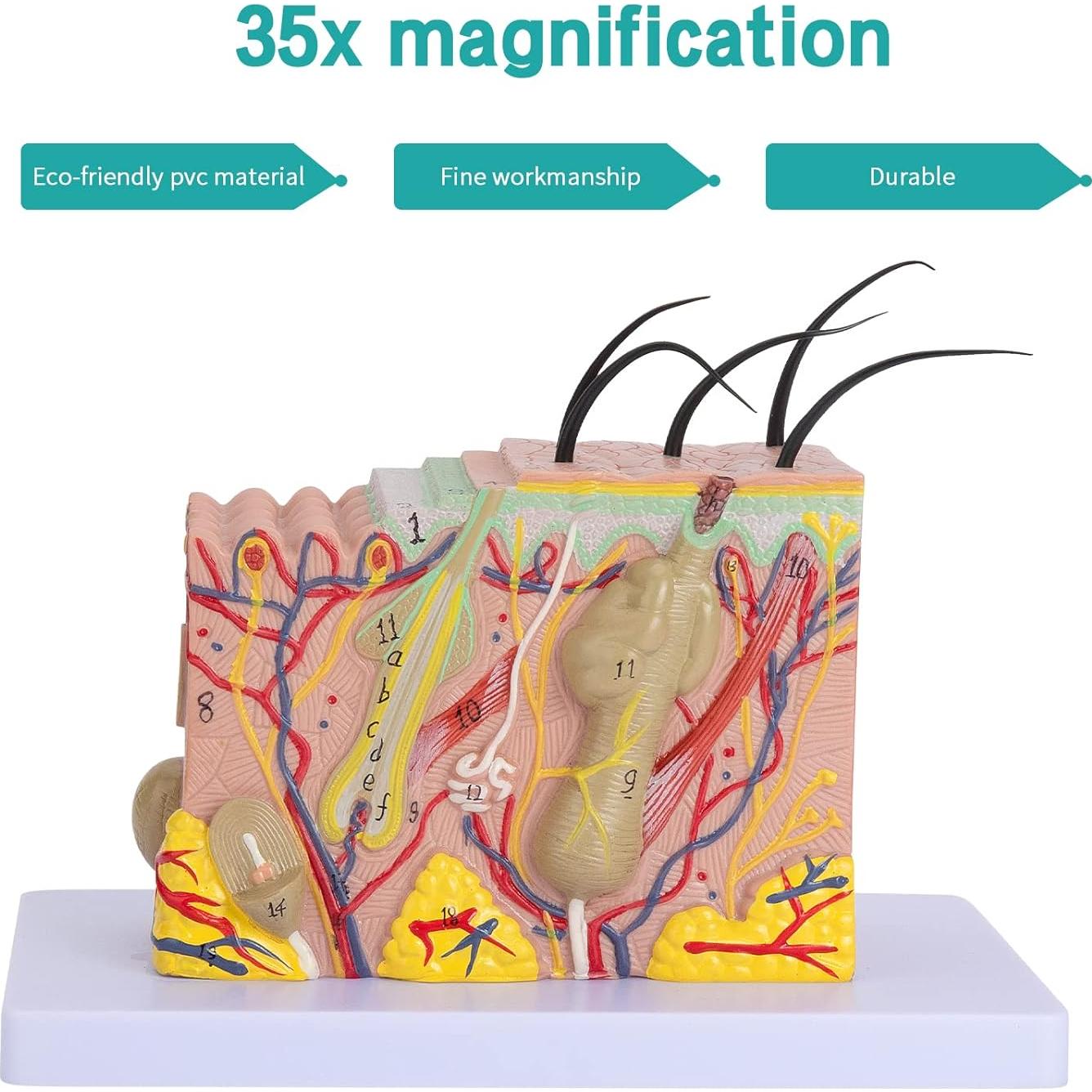 Modelo Anatómico de Piel 35X LVCHEN - PVC Educativo 20x12x12 cm