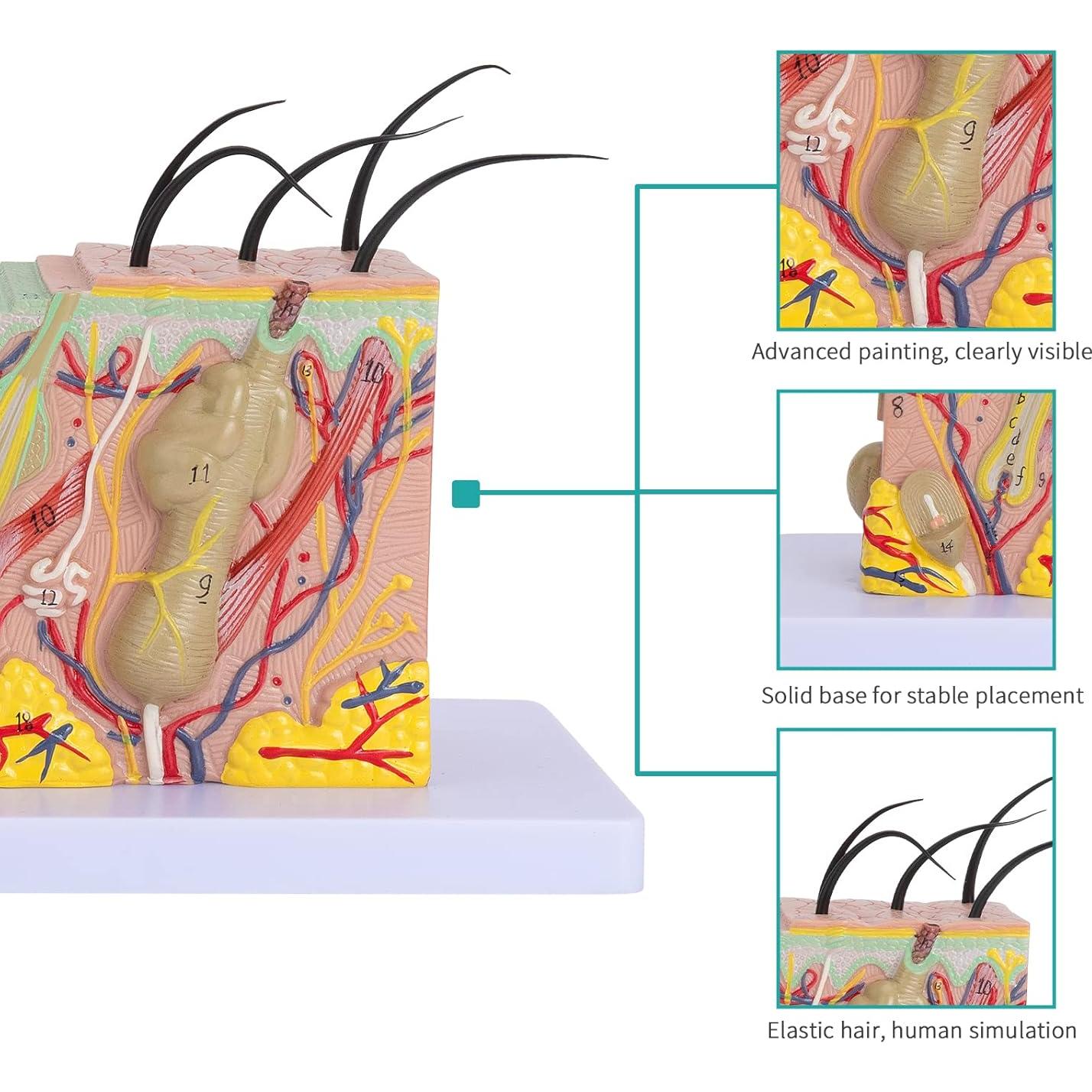 Modelo Anatómico de Piel 35X LVCHEN - PVC Educativo 20x12x12 cm