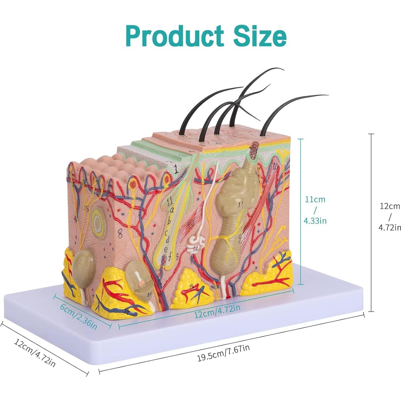 Modelo Anatómico de Piel 35X LVCHEN - PVC Educativo 20x12x12 cm