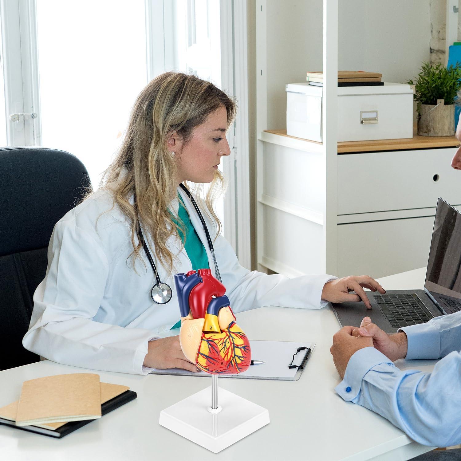 Modelo Anatómico de Corazón QWORK - 2 Piezas Tamaño Real