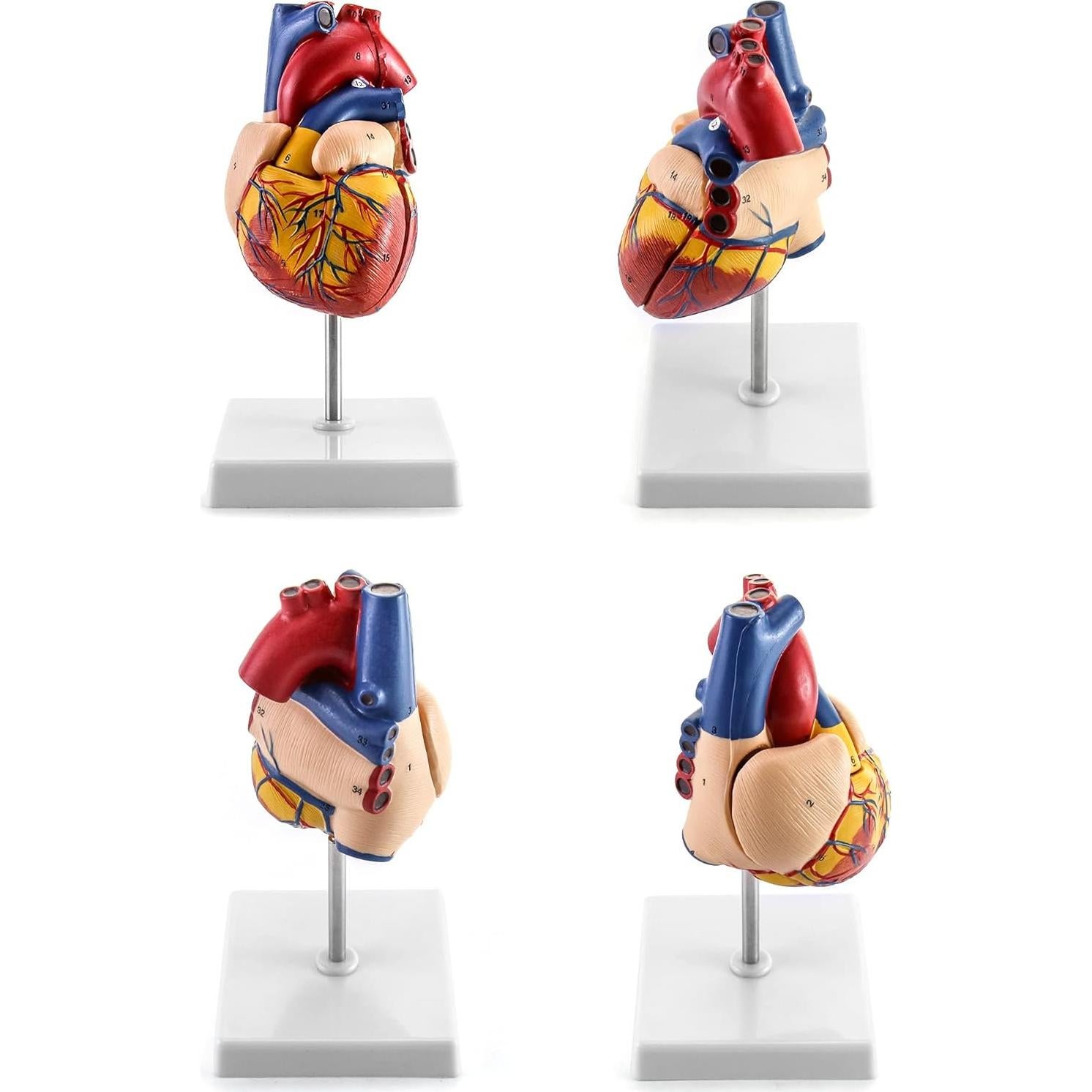 Modelo Anatómico de Corazón QWORK - 2 Piezas Tamaño Real