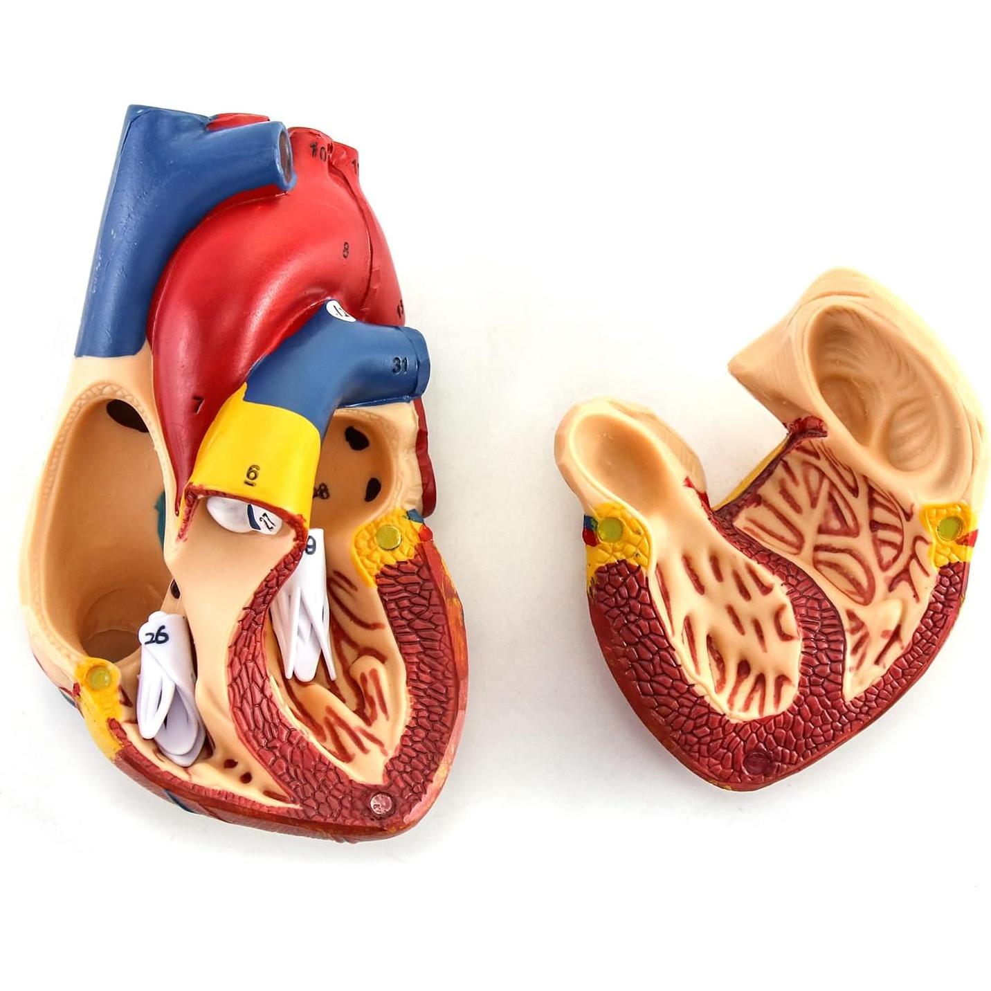 Modelo Anatómico de Corazón QWORK - 2 Piezas Tamaño Real