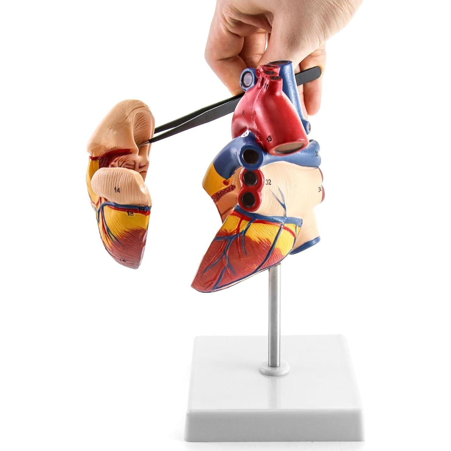 Modelo Anatómico de Corazón QWORK - 2 Piezas Tamaño Real