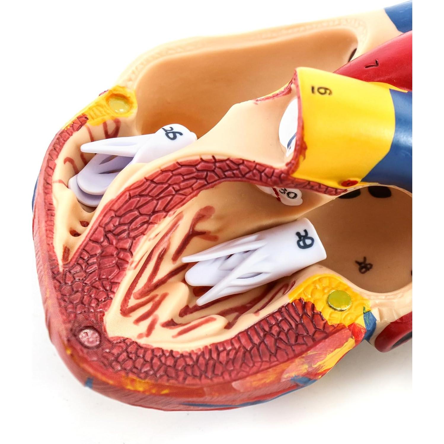 Modelo Anatómico de Corazón QWORK - 2 Piezas Tamaño Real