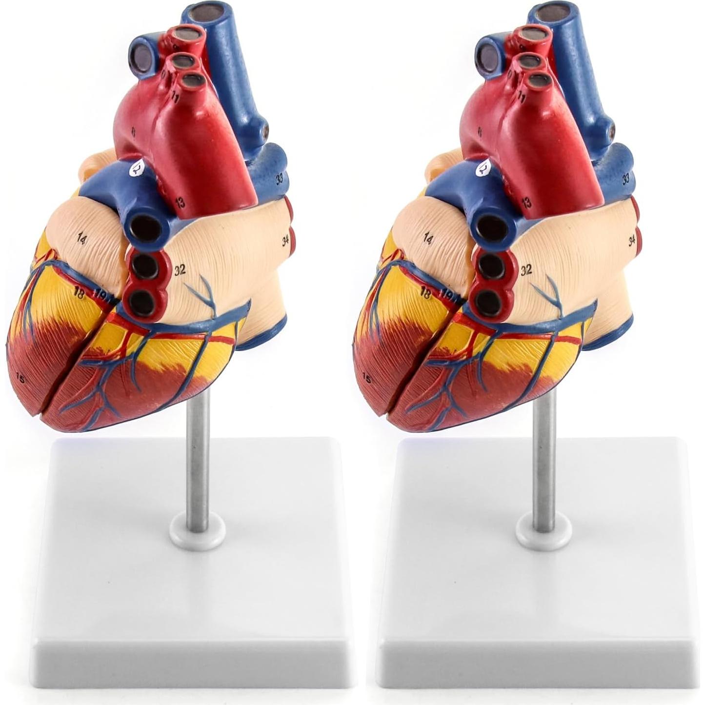 Modelo Anatómico de Corazón QWORK - 2 Piezas Tamaño Real