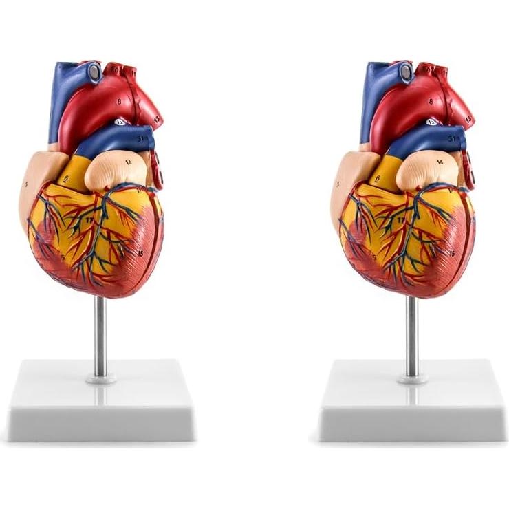Modelo Anatómico de Corazón QWORK - 2 Piezas Tamaño Real