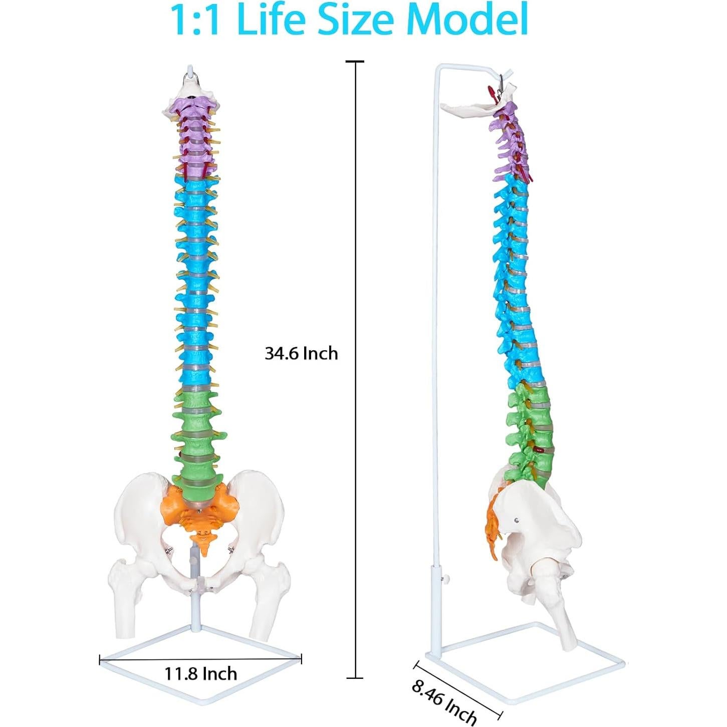 Modelo Anatómico de Columna Vertebral NLShan 88 cm Flexible