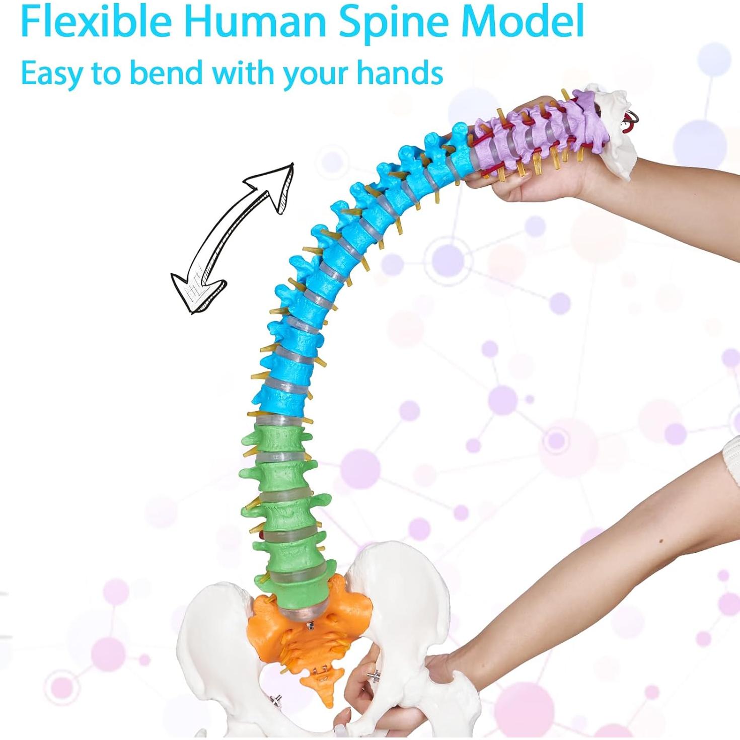 Modelo Anatómico de Columna Vertebral NLShan 88 cm Flexible