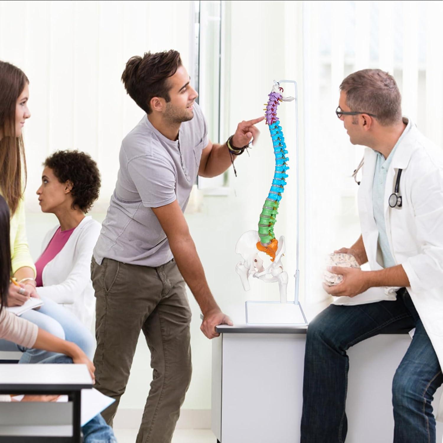 Modelo Anatómico de Columna Vertebral NLShan 88 cm Flexible