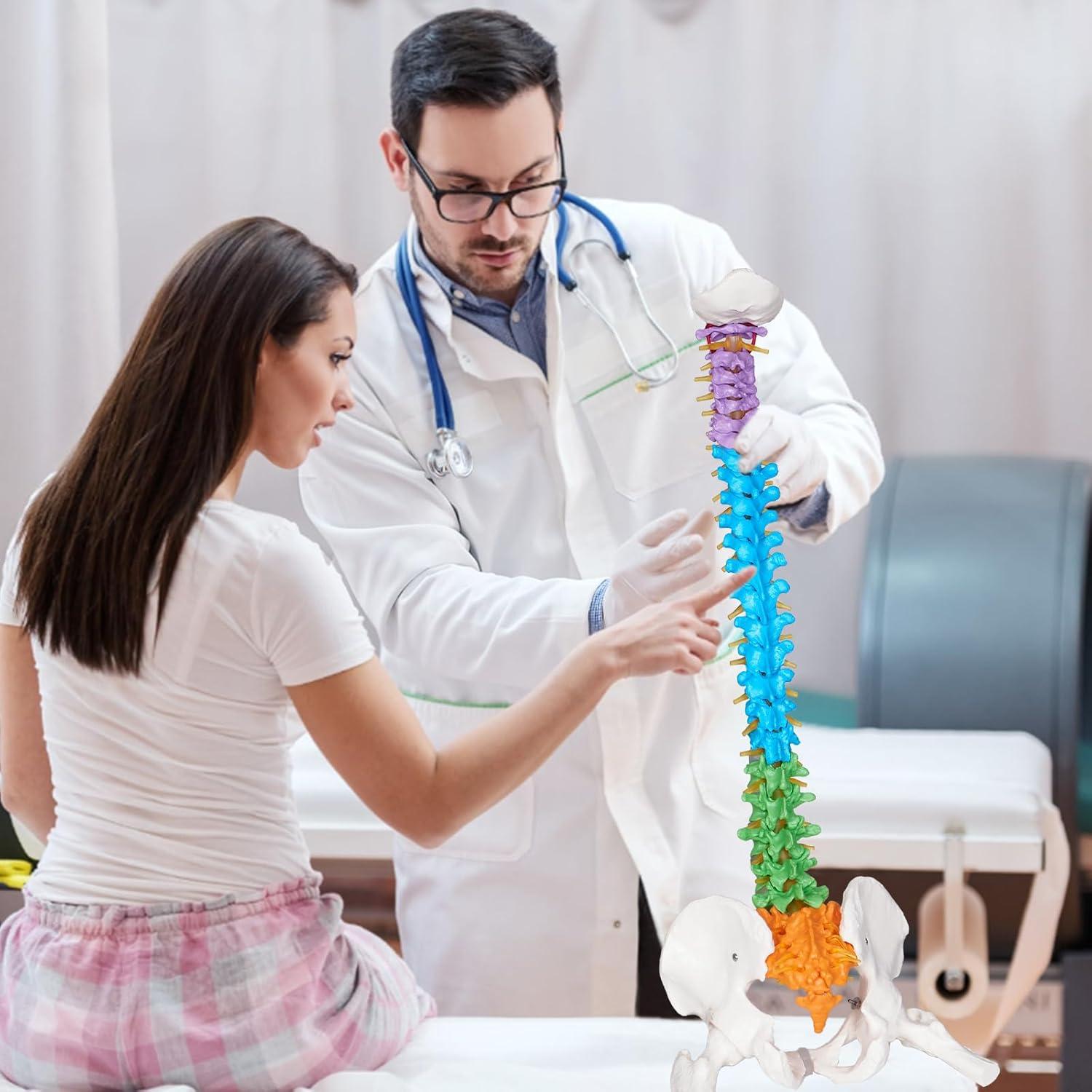 Modelo Anatómico de Columna Vertebral NLShan 88 cm Flexible