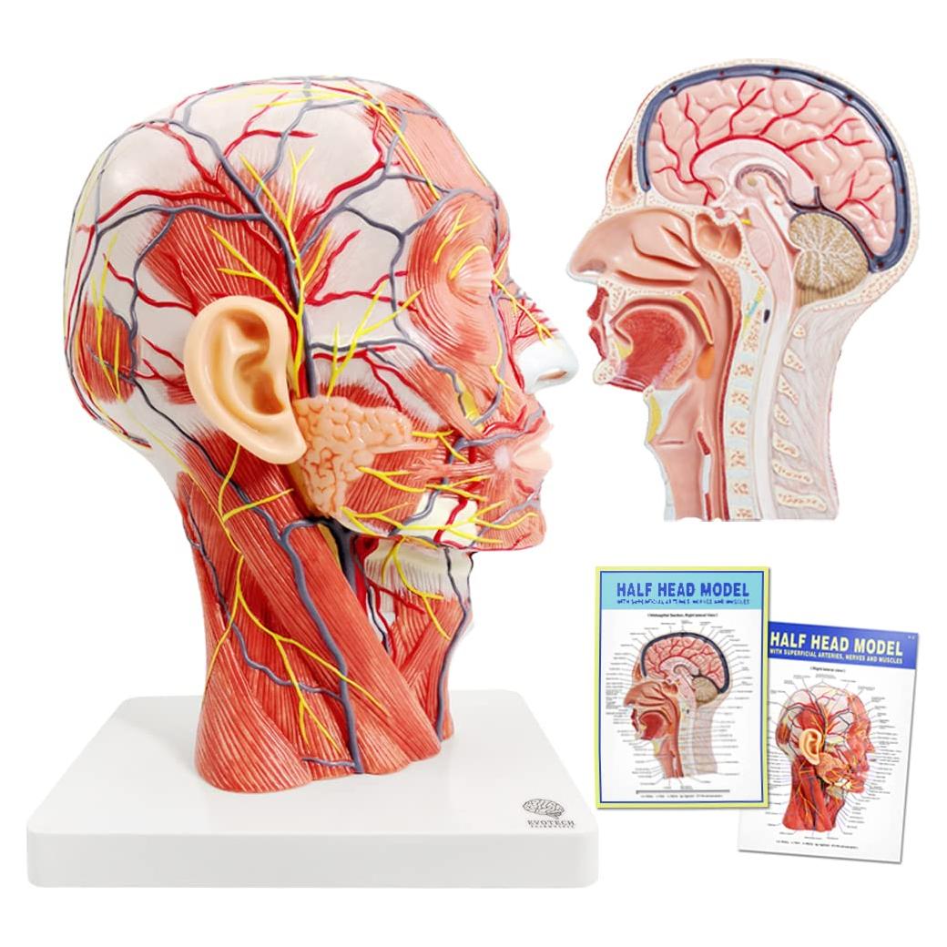 Modelo Neurovascular Superficial Humano EVOTECH 22.8x29.5cm
