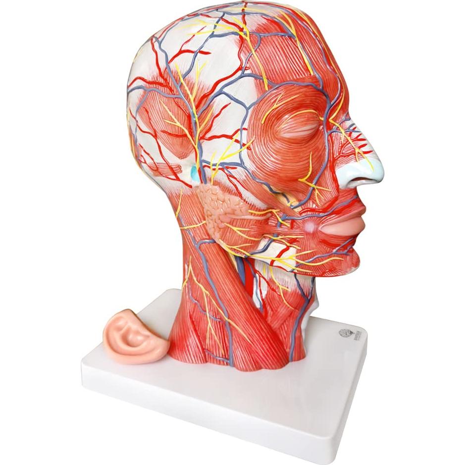 Modelo Neurovascular Superficial Humano EVOTECH 22.8x29.5cm