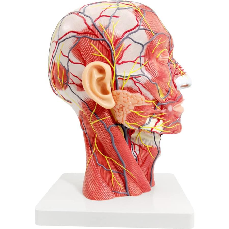 Modelo Neurovascular Superficial Humano EVOTECH 22.8x29.5cm