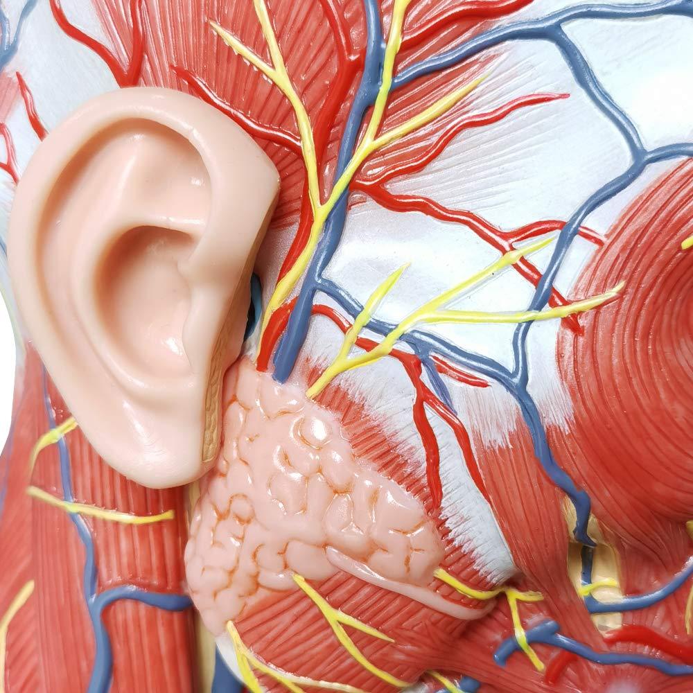 Modelo Neurovascular Superficial Humano EVOTECH 22.8x29.5cm