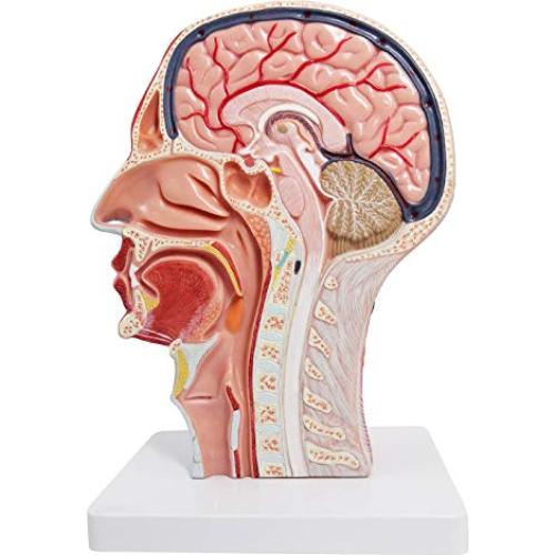 Modelo Neurovascular Superficial Humano EVOTECH 22.8x29.5cm