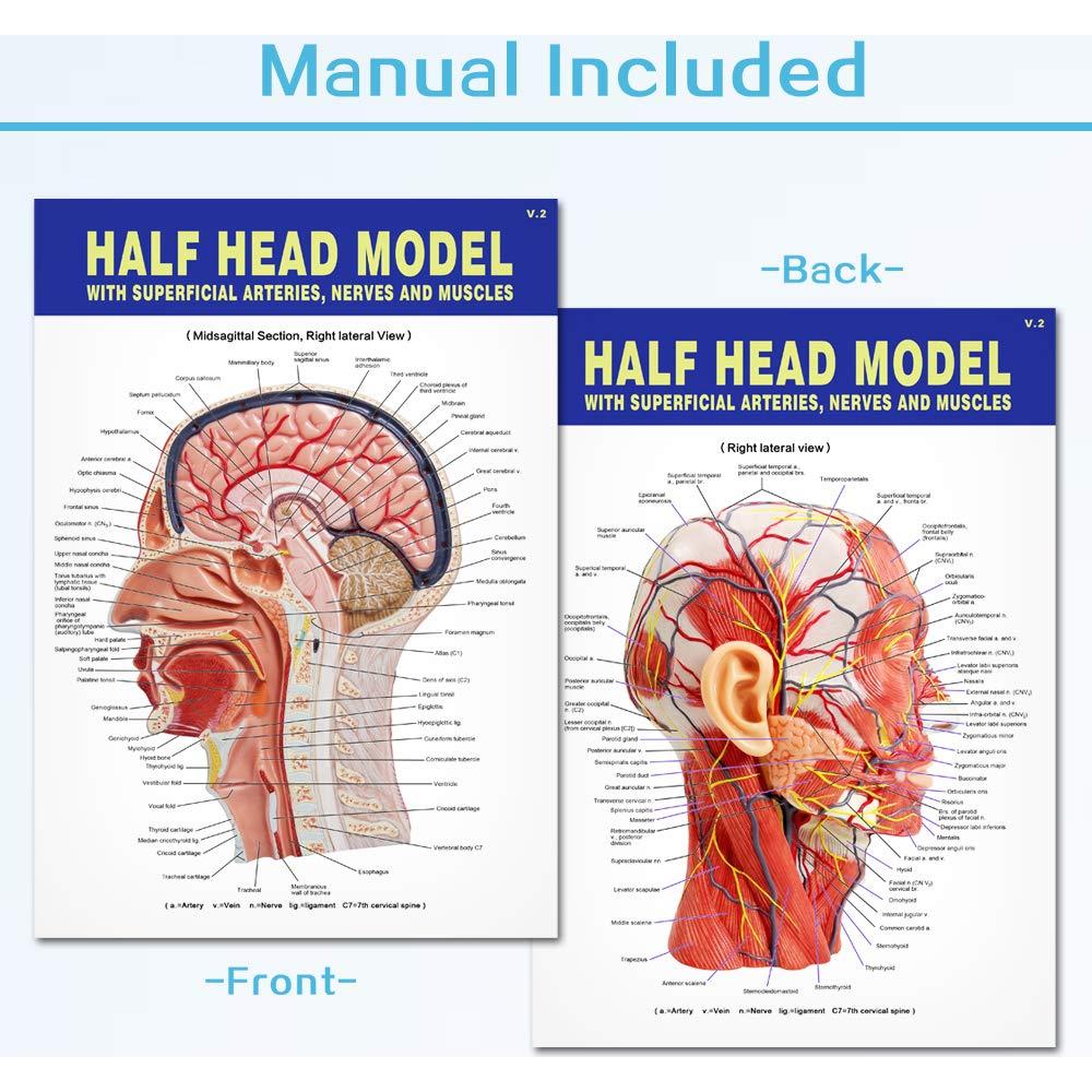 Modelo Neurovascular Superficial Humano EVOTECH 22.8x29.5cm