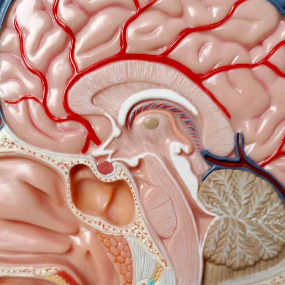 Modelo Neurovascular Superficial Humano EVOTECH 22.8x29.5cm