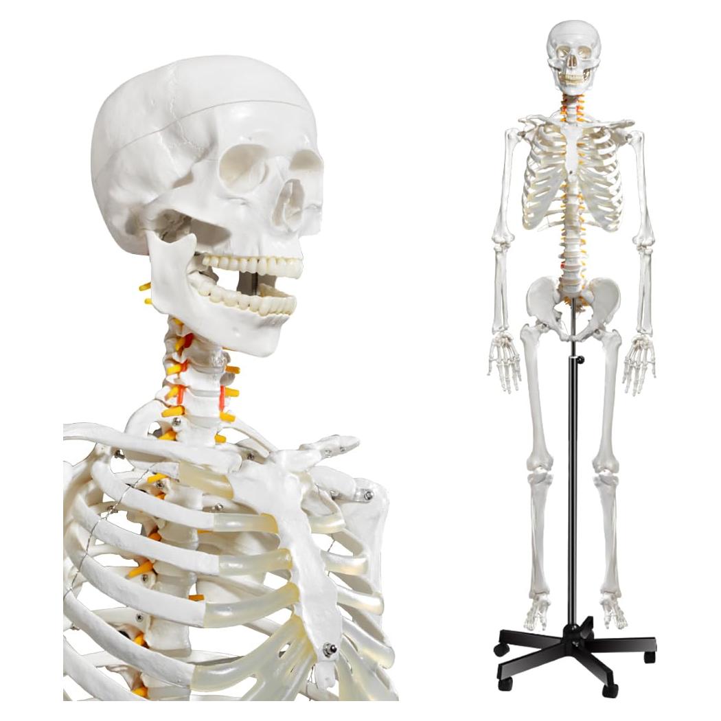 Modelo de Esqueleto Humano Breesky 180 cm con Soporte Rodante