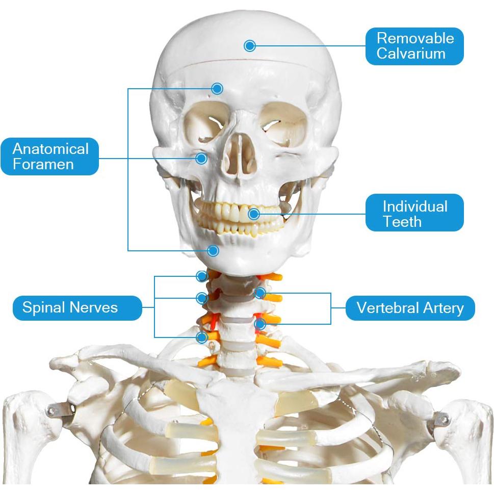 Modelo de Esqueleto Humano Breesky 180 cm con Soporte Rodante