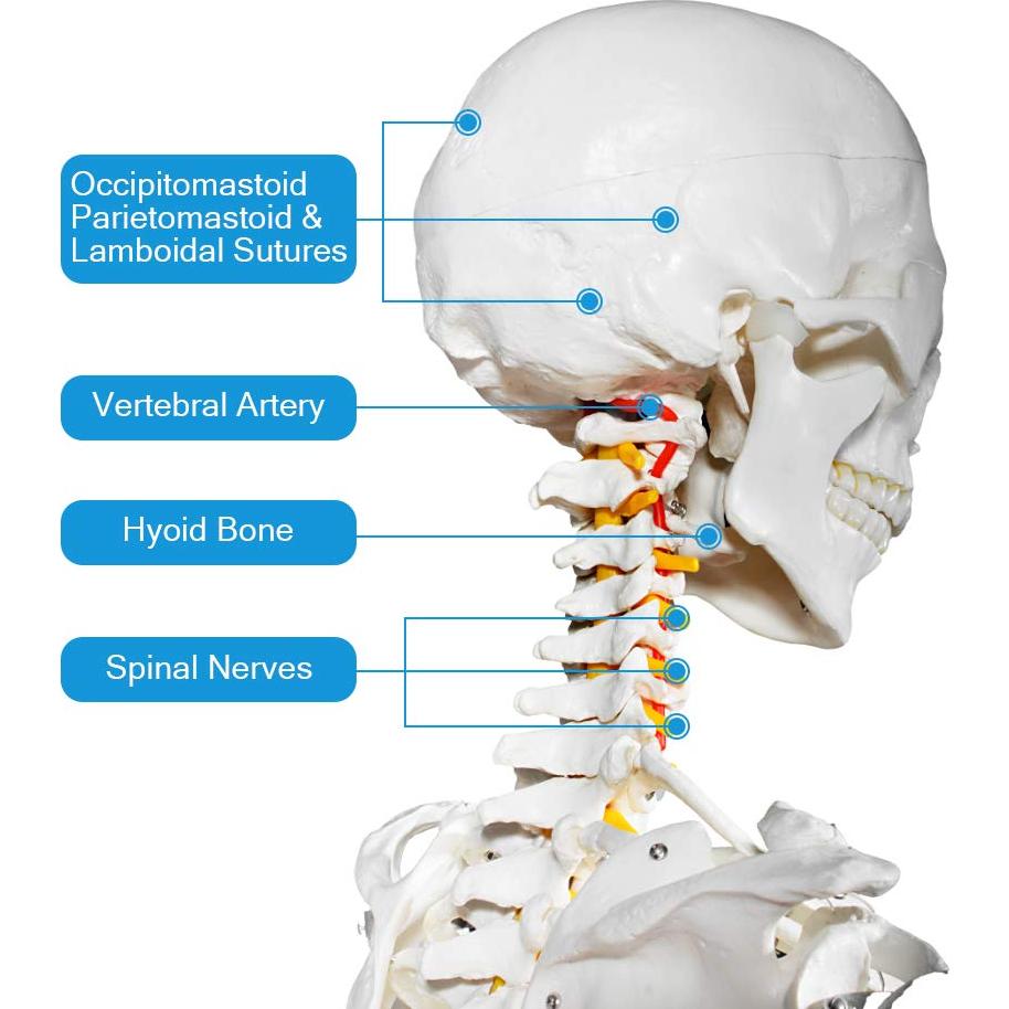 Modelo de Esqueleto Humano Breesky 180 cm con Soporte Rodante