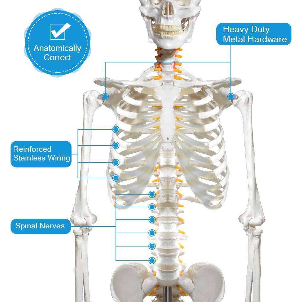 Modelo de Esqueleto Humano Breesky 180 cm con Soporte Rodante