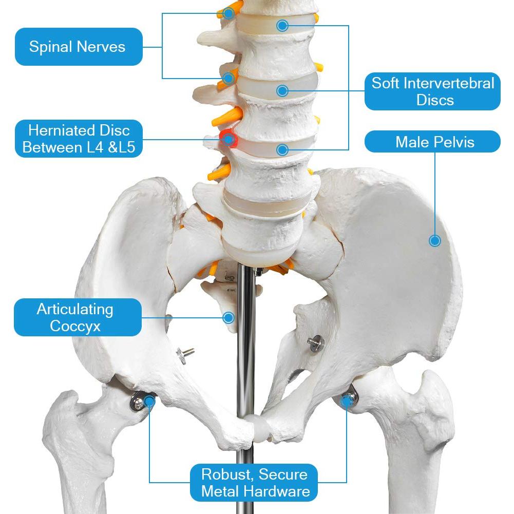 Modelo de Esqueleto Humano Breesky 180 cm con Soporte Rodante
