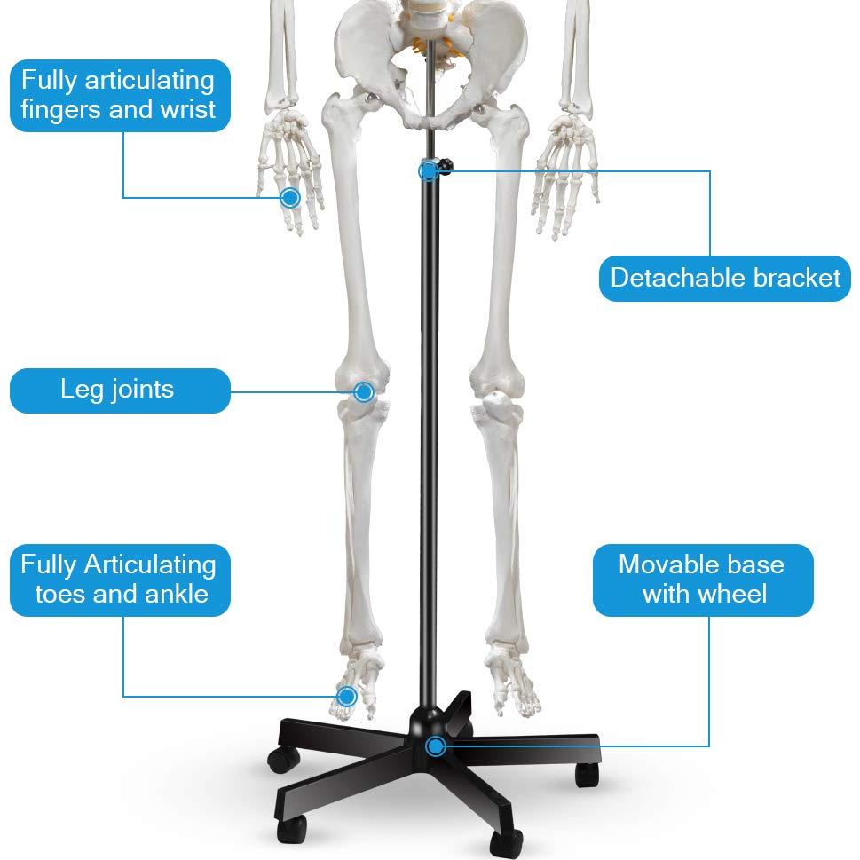 Modelo de Esqueleto Humano Breesky 180 cm con Soporte Rodante