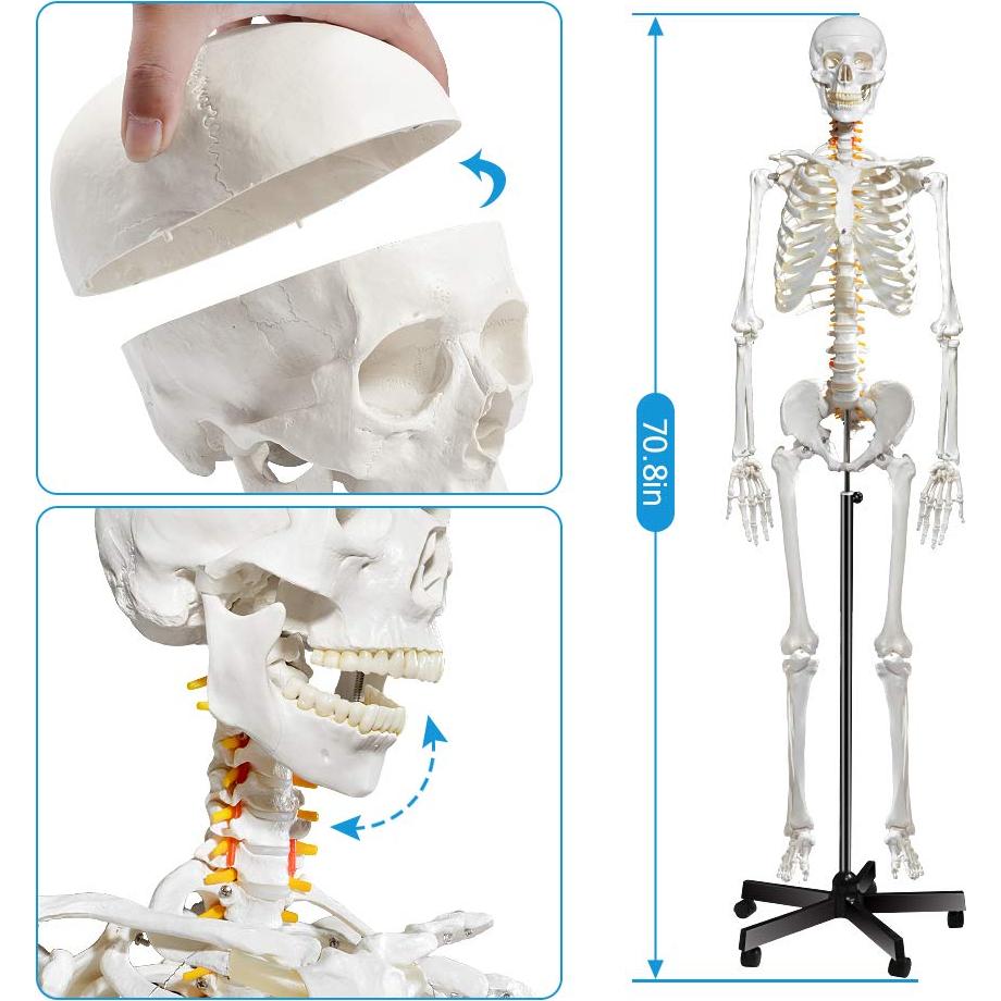 Modelo de Esqueleto Humano Breesky 180 cm con Soporte Rodante