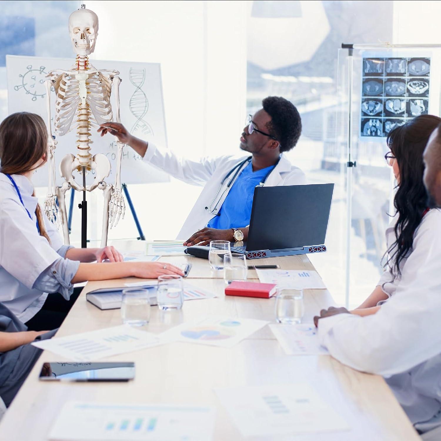 Modelo de Esqueleto Humano Breesky 180 cm con Soporte Rodante