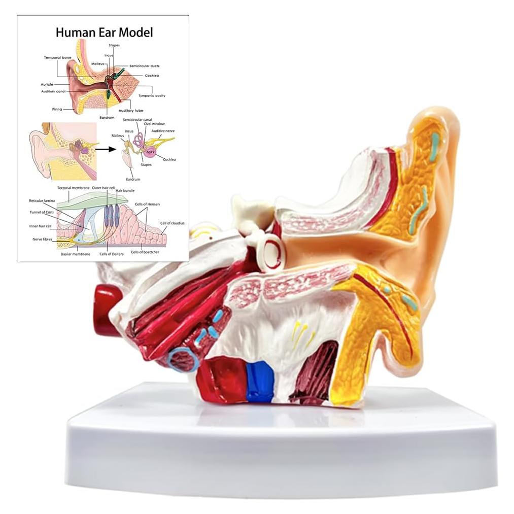 Modelo de Anatomía del Oído Humano 1.5x PVC - Educativo