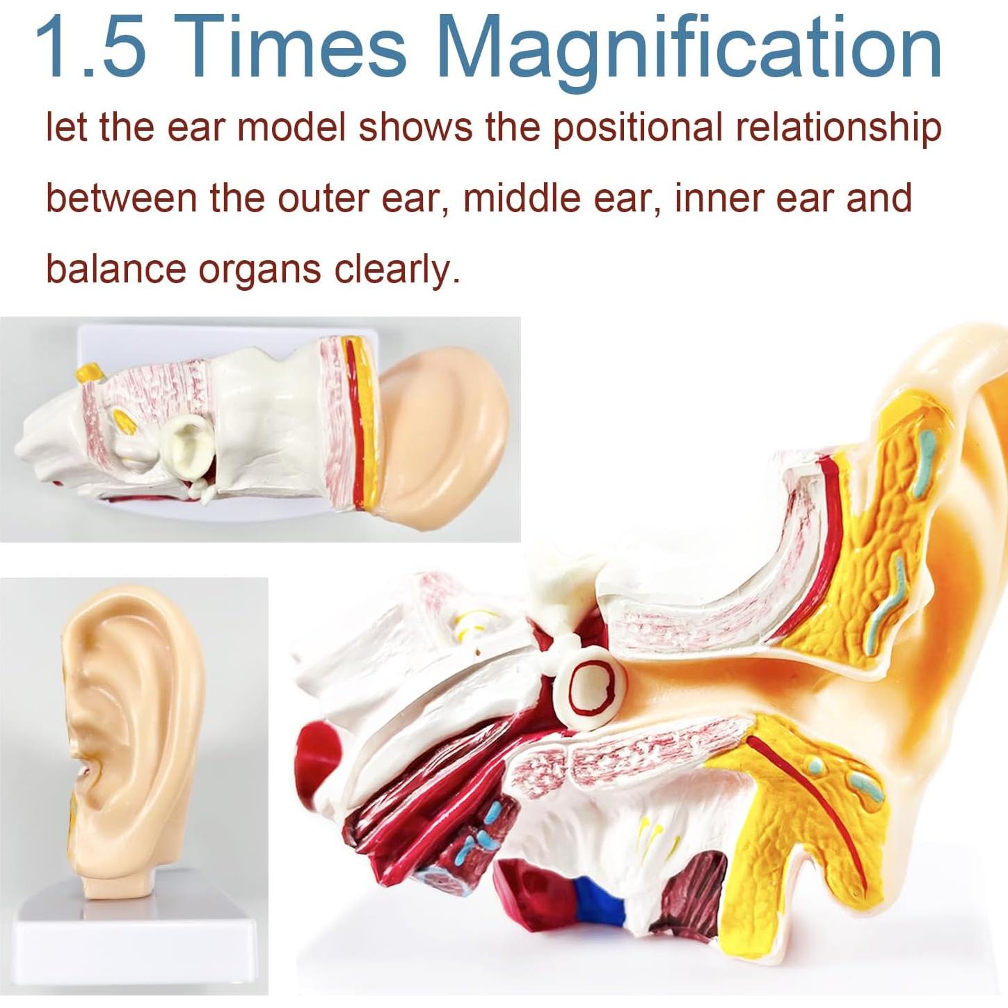 Modelo de Anatomía del Oído Humano 1.5x PVC - Educativo