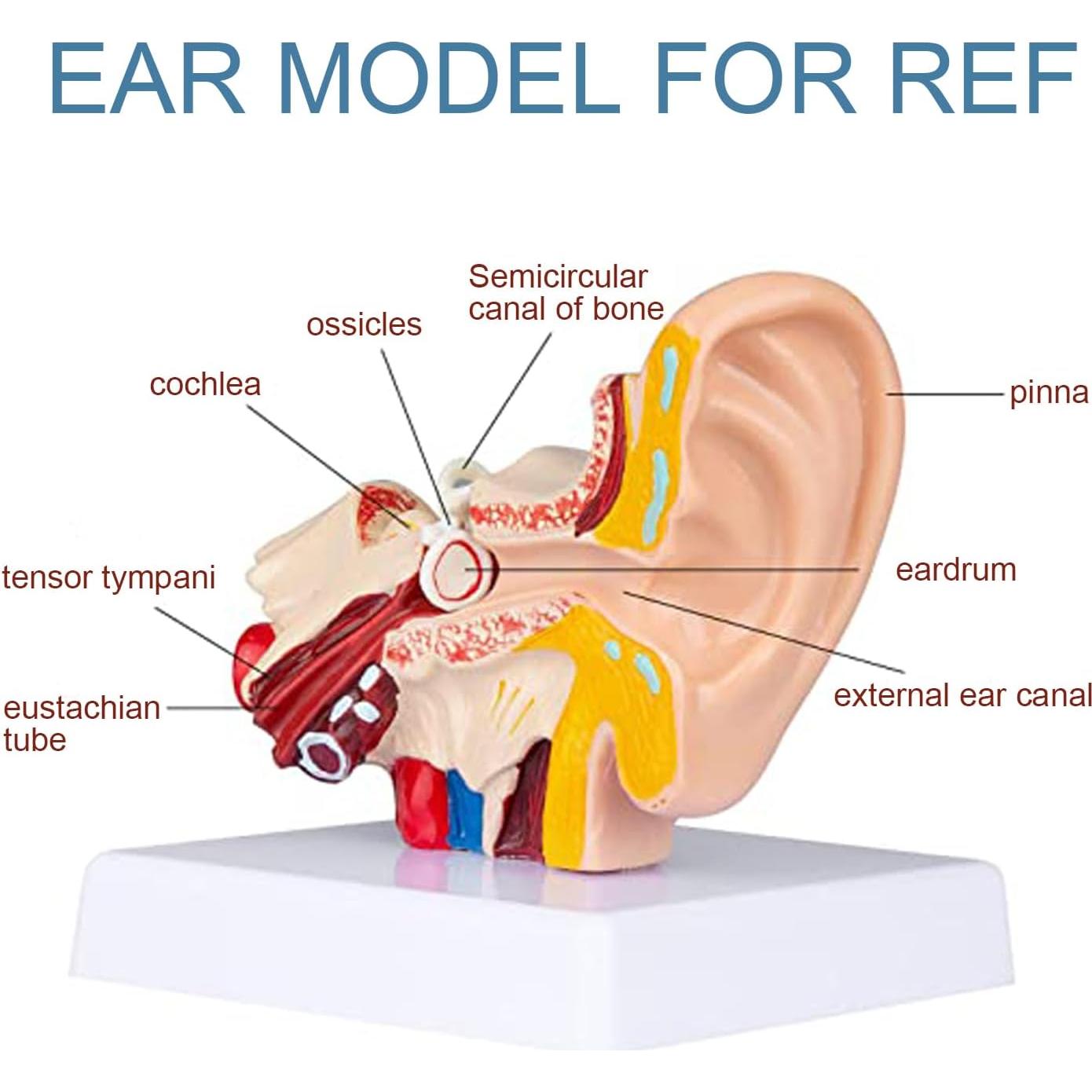 Modelo de Anatomía del Oído Humano 1.5x PVC - Educativo