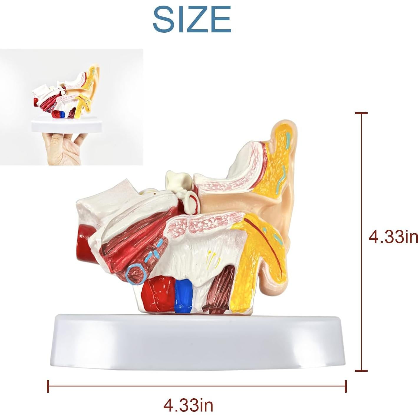Modelo de Anatomía del Oído Humano 1.5x PVC - Educativo