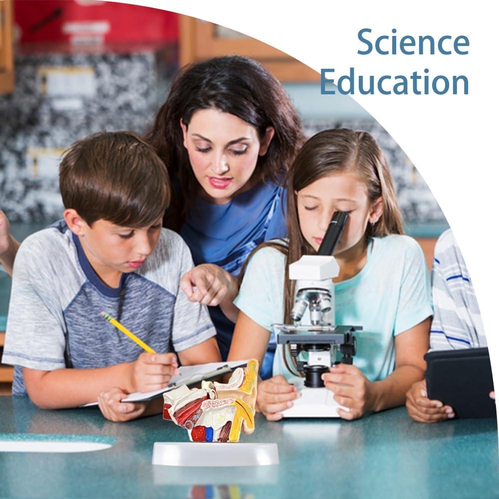 Modelo de Anatomía del Oído Humano 1.5x PVC - Educativo