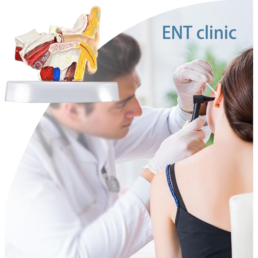 Modelo de Anatomía del Oído Humano 1.5x PVC - Educativo