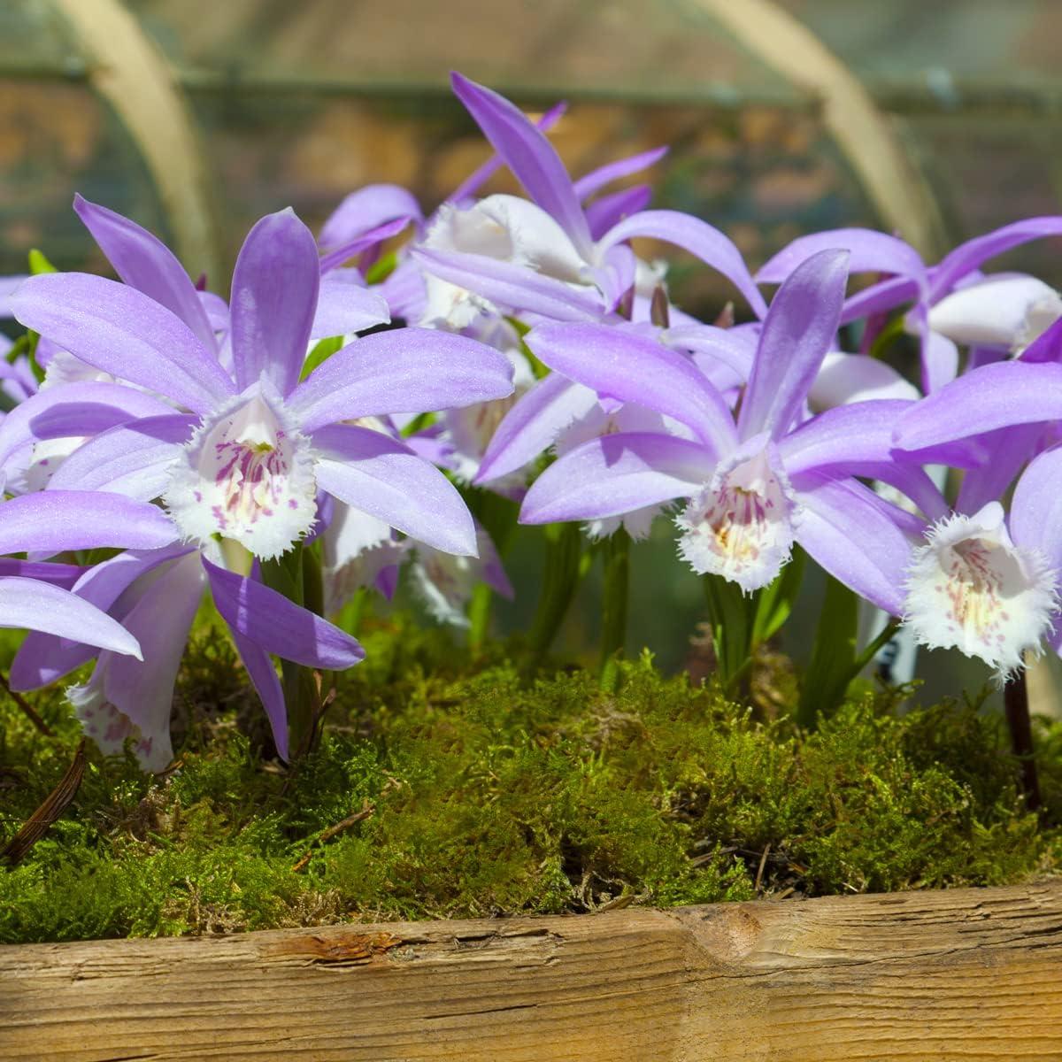 Musgo en Hoja Natural Mosser Lee 2096.75 cm² Paquete de 2