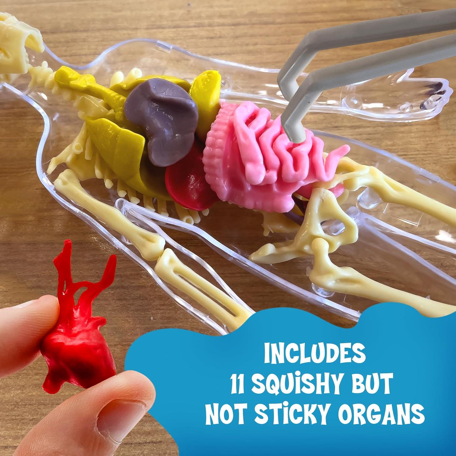 Modelo Cuerpo Humano Visible Thames & Kosmos 22.86 cm