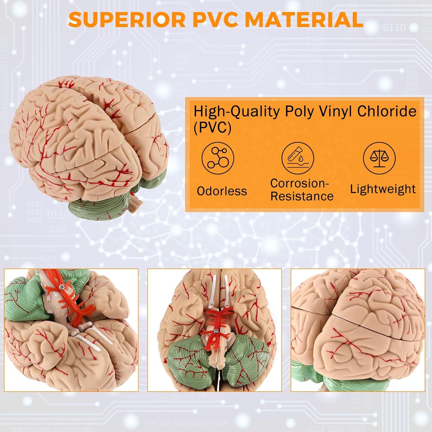 Modelo de Cerebro Humano WICHEMI 9 Partes Anatomía Educativa