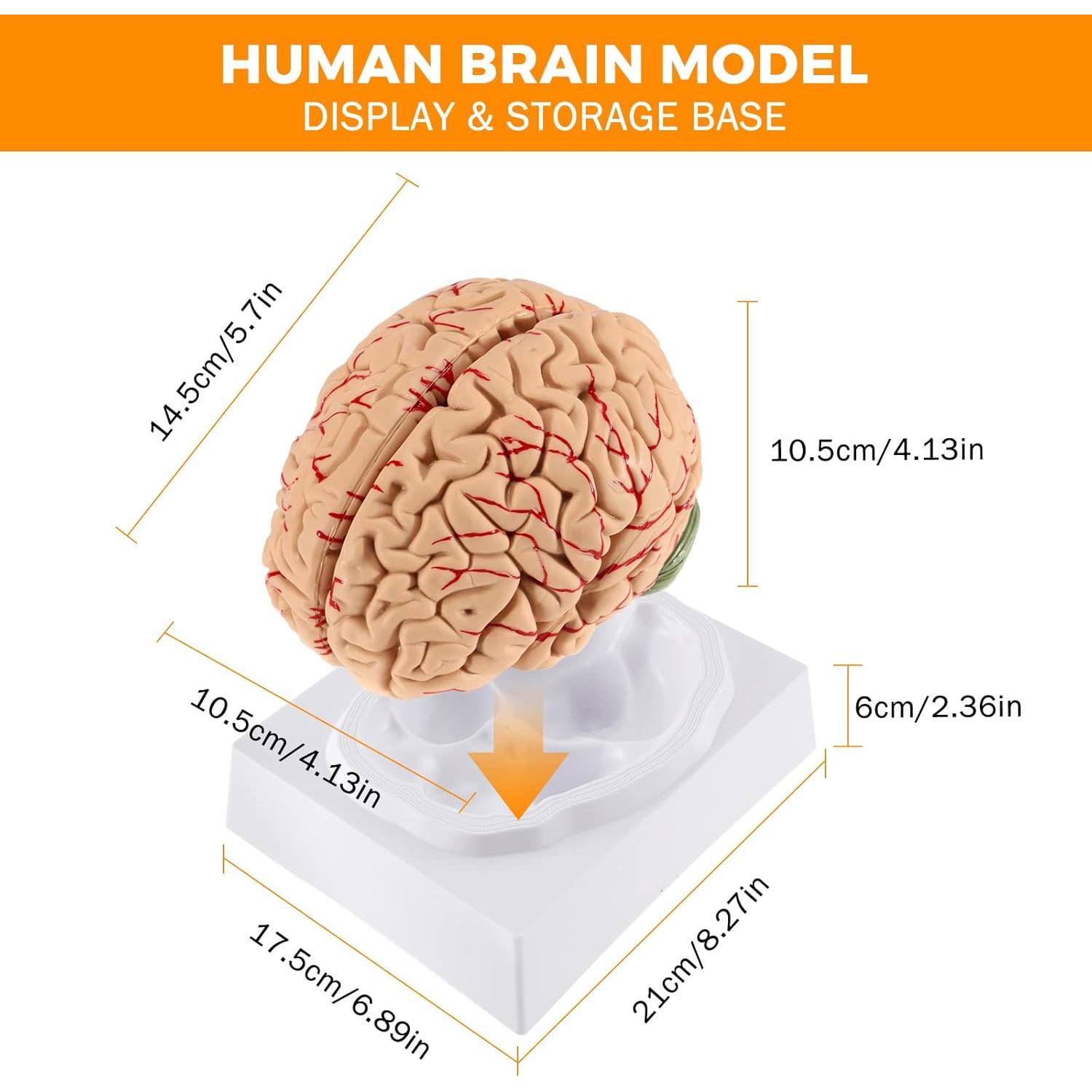 Modelo de Cerebro Humano WICHEMI 9 Partes Anatomía Educativa