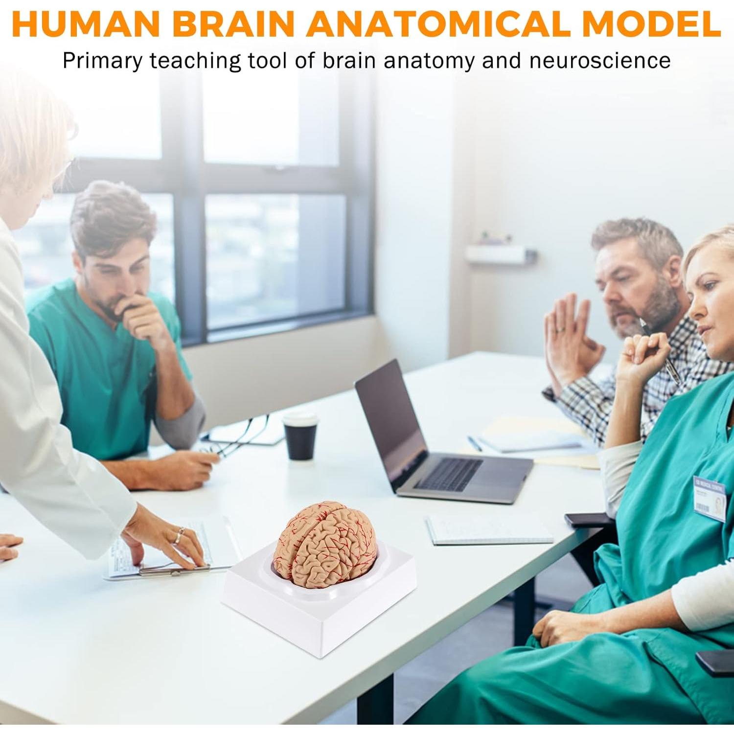 Modelo de Cerebro Humano WICHEMI 9 Partes Anatomía Educativa