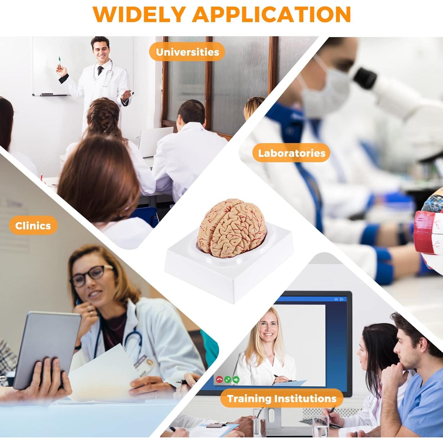 Modelo de Cerebro Humano WICHEMI 9 Partes Anatomía Educativa