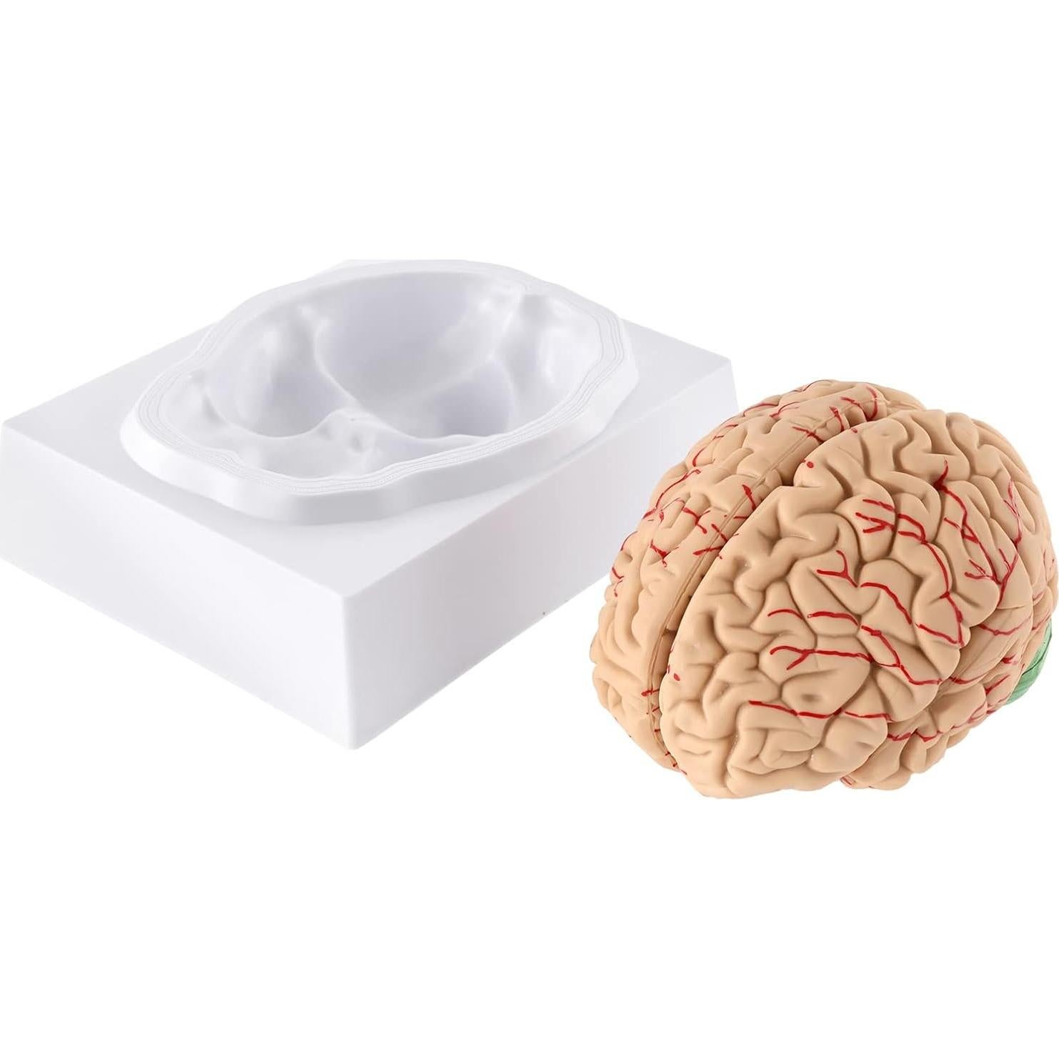 Modelo de Cerebro Humano WICHEMI 9 Partes Anatomía Educativa