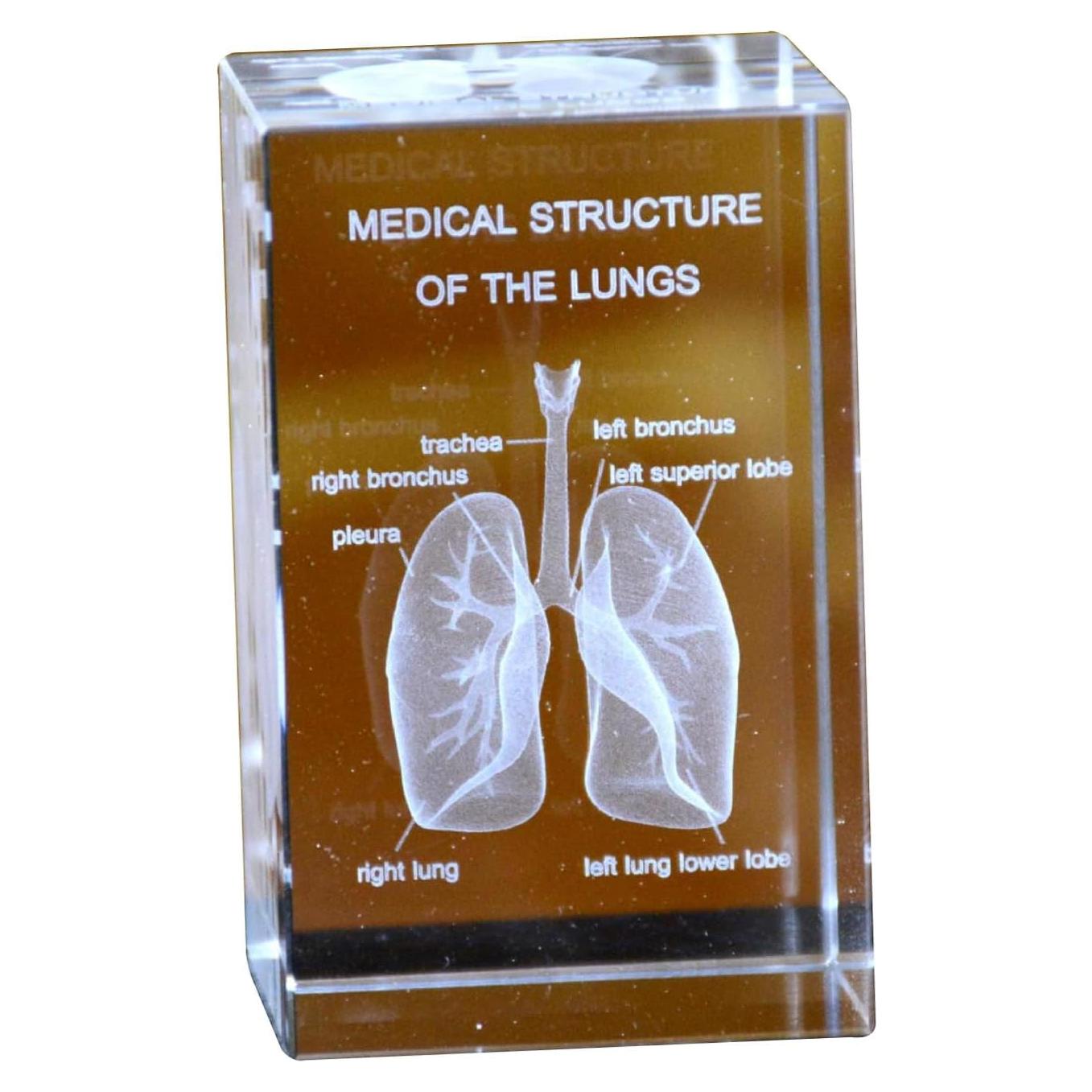 Conjunto de Modelos Anatómicos 3D de Cristal Haobase - Corazón, Cerebro, Dientes, Esqueleto, Pulmones