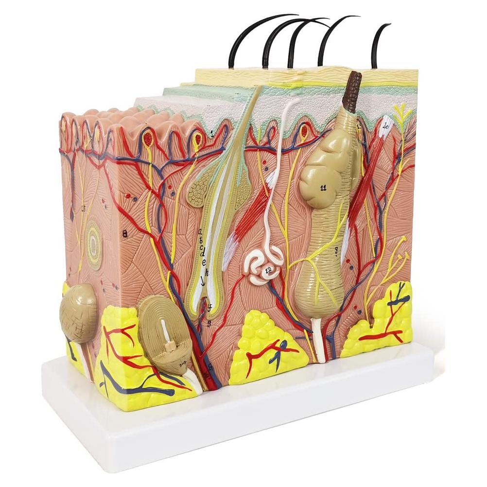 Modelo Anatómico de Piel Benilev 50X para Aula de Ciencias