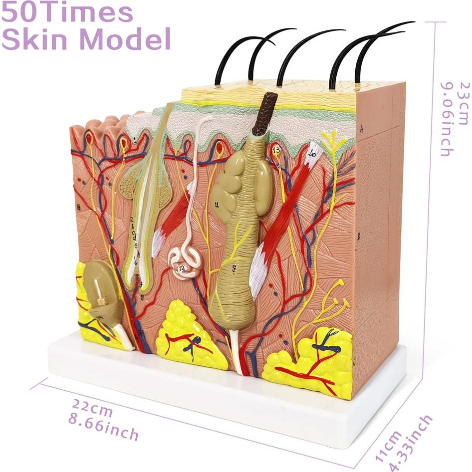 Modelo Anatómico de Piel Benilev 50X para Aula de Ciencias