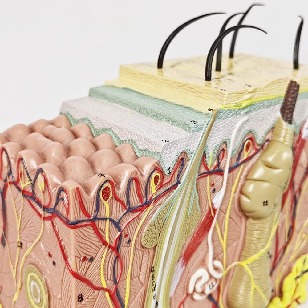 Modelo Anatómico de Piel Benilev 50X para Aula de Ciencias