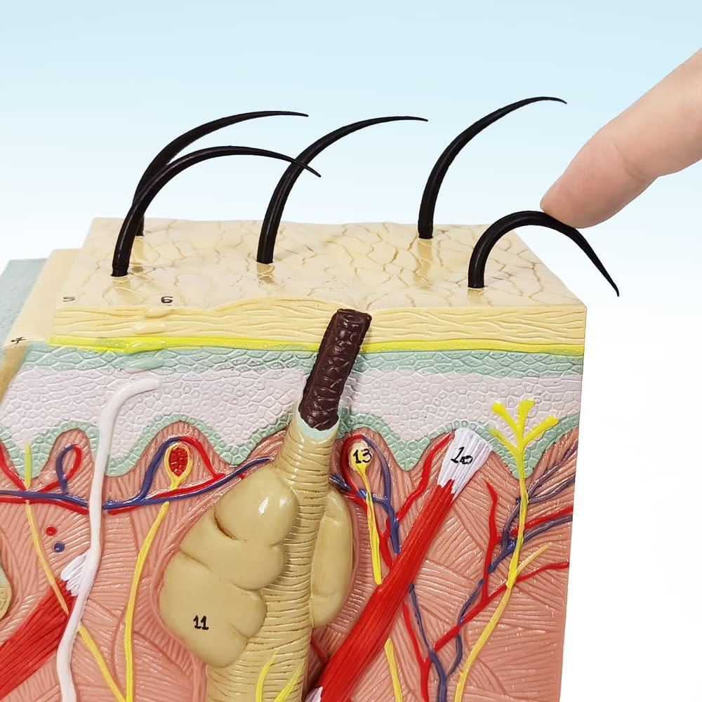 Modelo Anatómico de Piel Benilev 50X para Aula de Ciencias