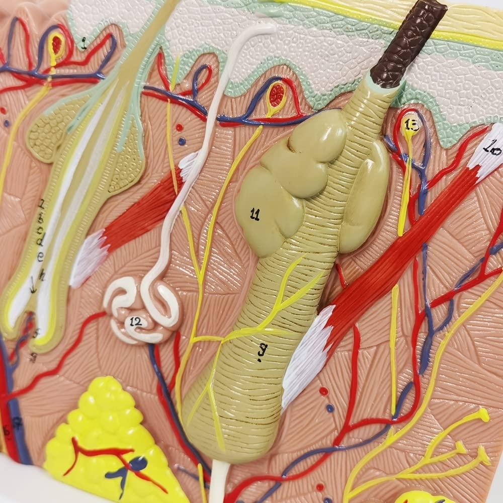 Modelo Anatómico de Piel Benilev 50X para Aula de Ciencias